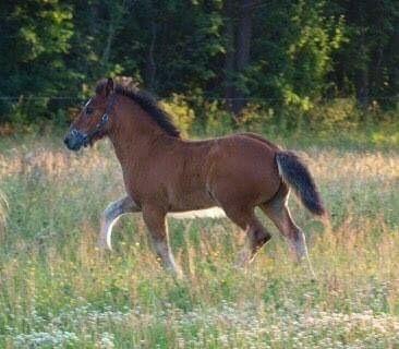 Anden særlig race Ann'drogles Varmløse billede 16