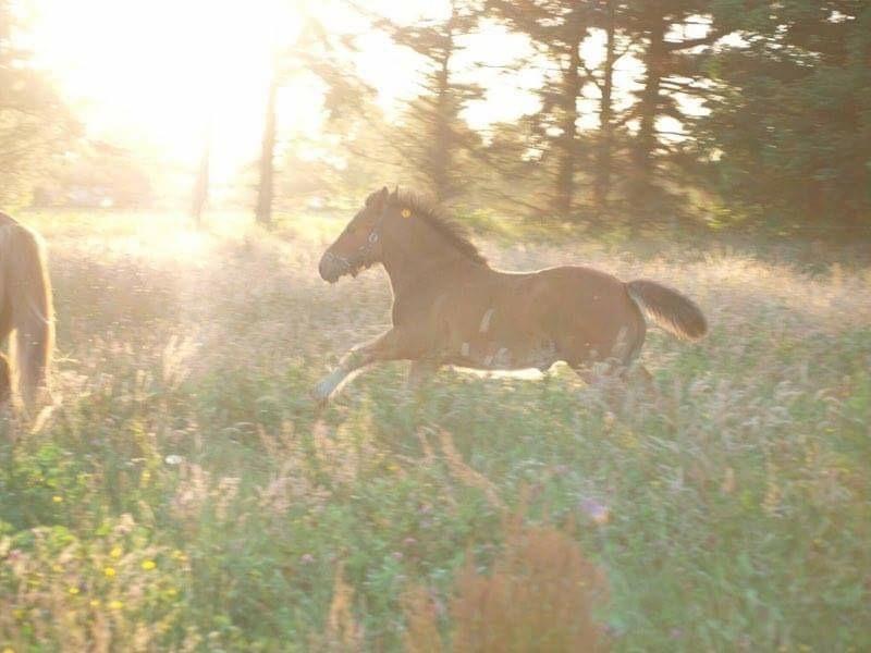 Anden særlig race Ann'drogles Varmløse billede 17