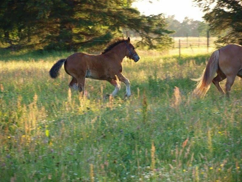 Anden særlig race Ann'drogles Varmløse billede 18