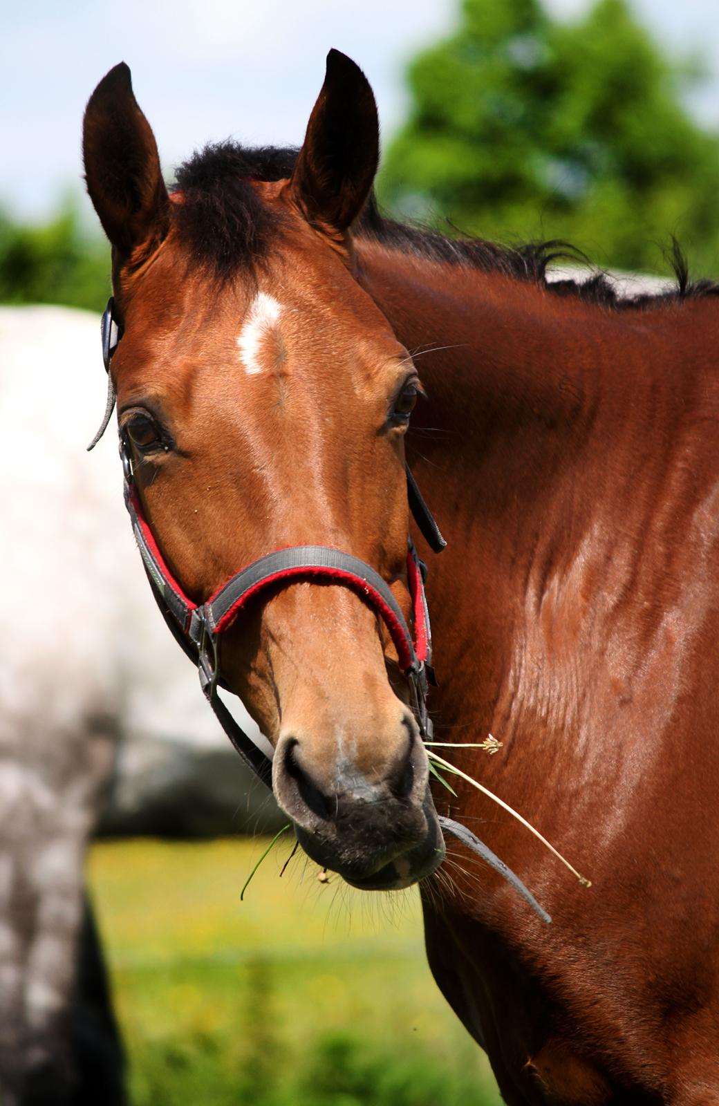 Dansk Varmblod Ørstedslunds Lucky Lady billede 17