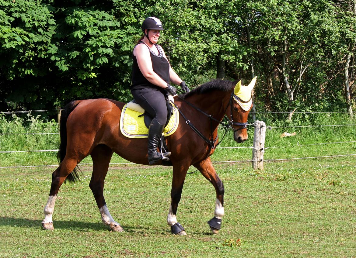 Dansk Varmblod Ørstedslunds Lucky Lady billede 18