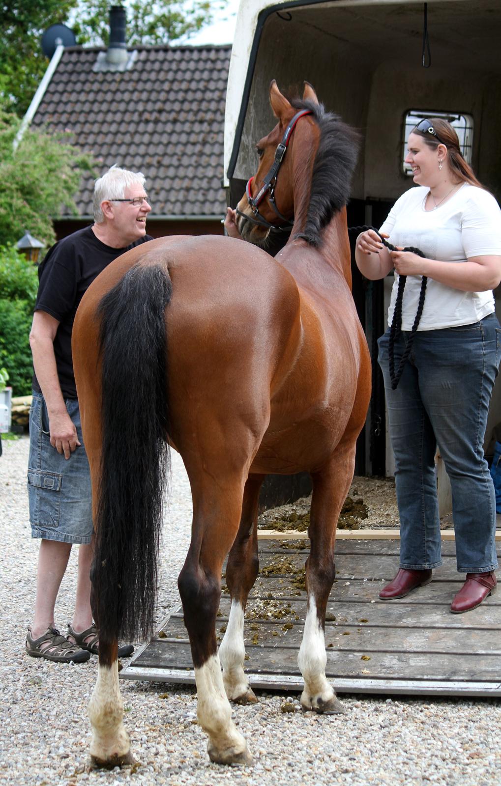 Dansk Varmblod Ørstedslunds Lucky Lady billede 27