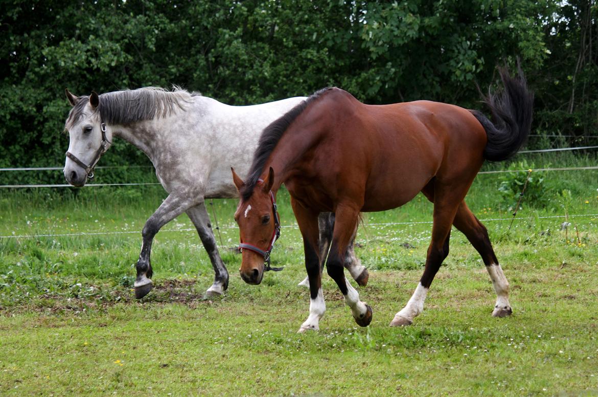 Dansk Varmblod Ørstedslunds Lucky Lady billede 26