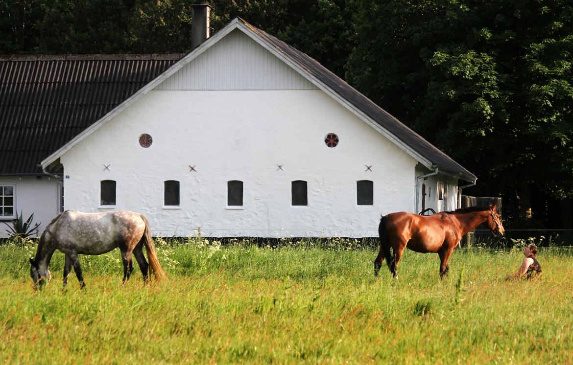 Dansk Varmblod Ørstedslunds Lucky Lady billede 24