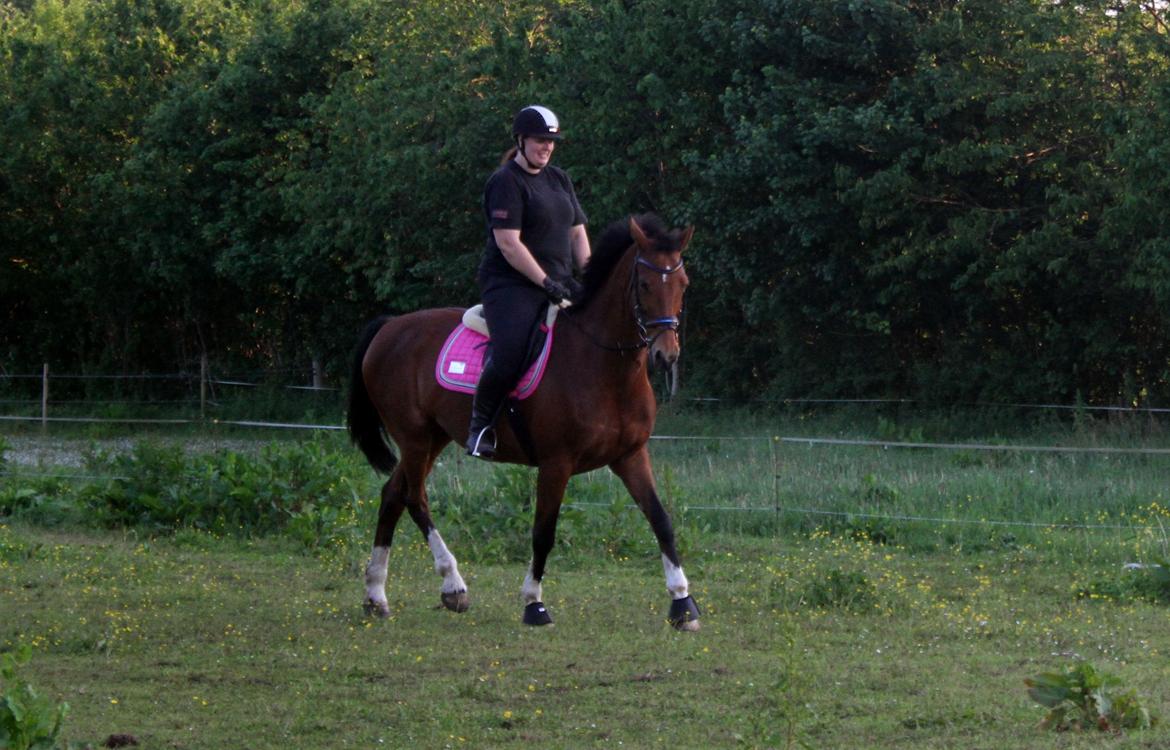 Dansk Varmblod Ørstedslunds Lucky Lady billede 22