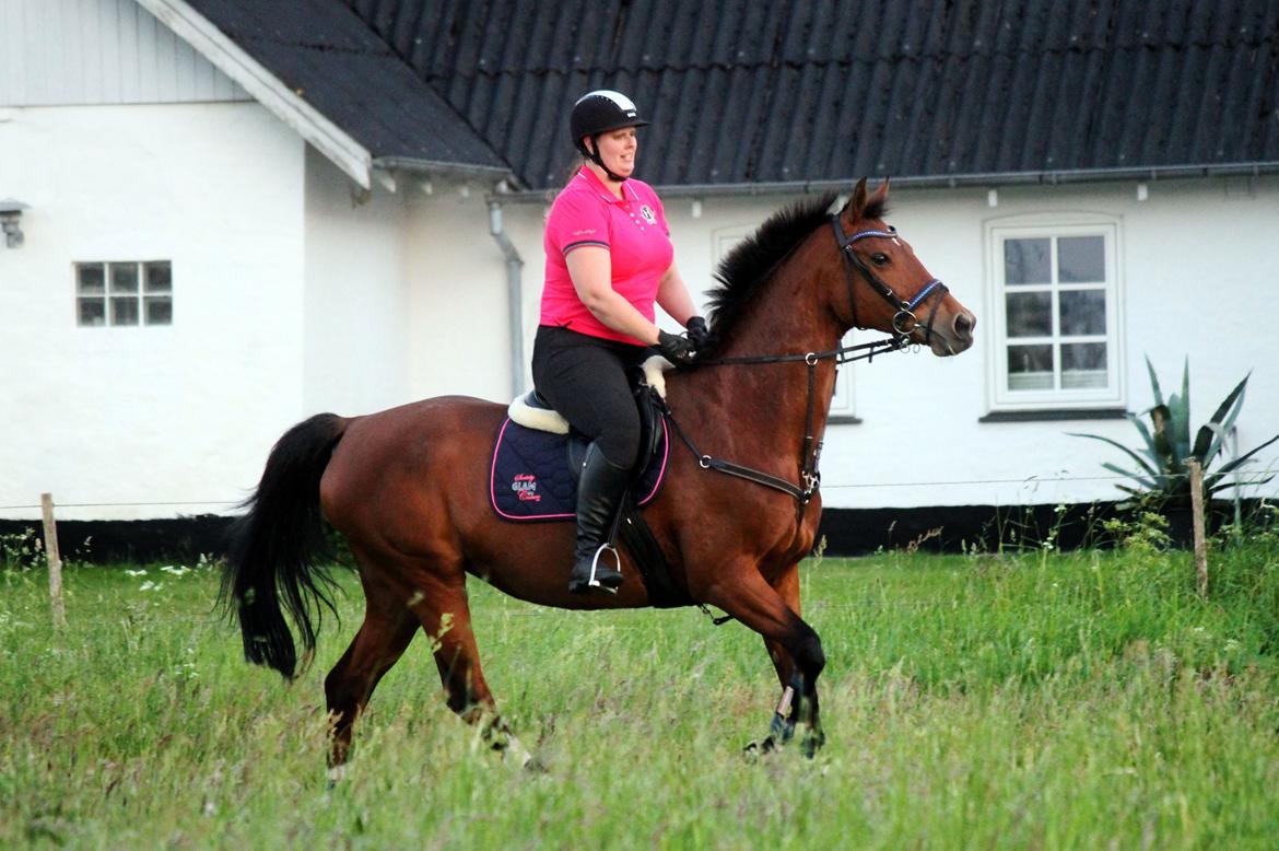 Dansk Varmblod Ørstedslunds Lucky Lady billede 21