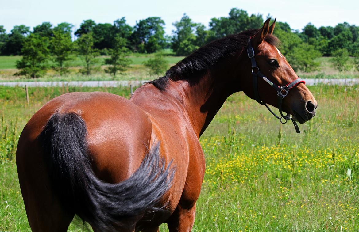 Dansk Varmblod Ørstedslunds Lucky Lady billede 19