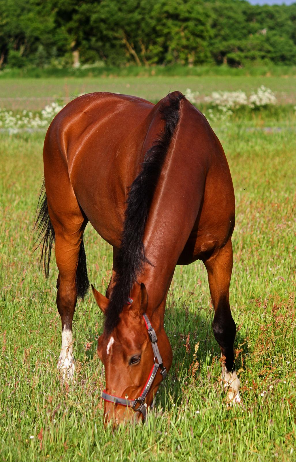 Dansk Varmblod Ørstedslunds Lucky Lady billede 25