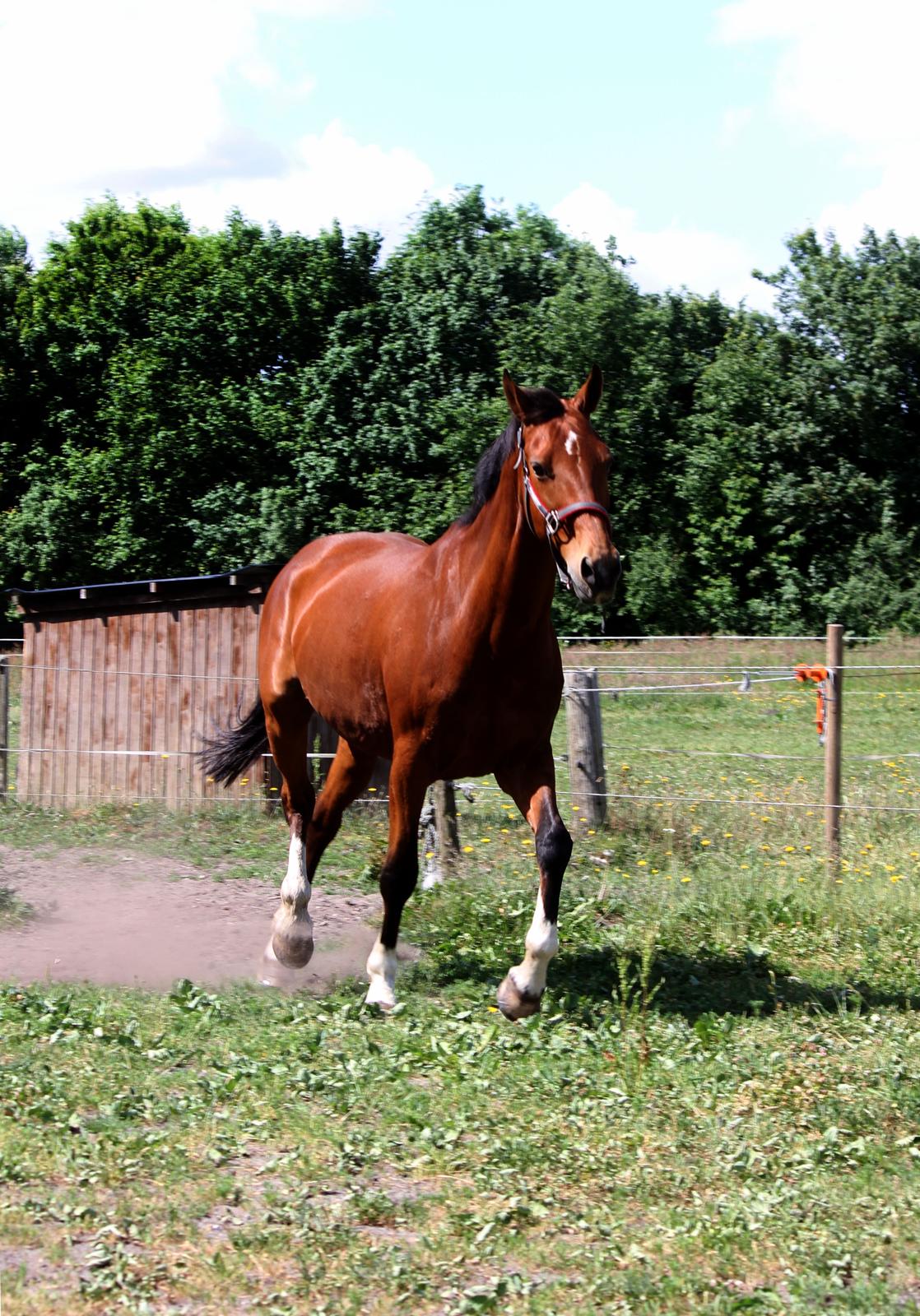 Dansk Varmblod Ørstedslunds Lucky Lady billede 23