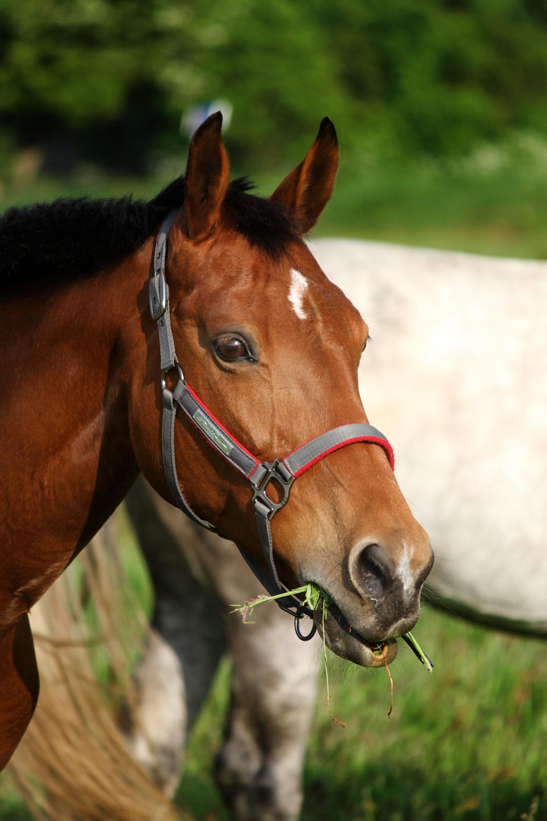 Dansk Varmblod Ørstedslunds Lucky Lady billede 30