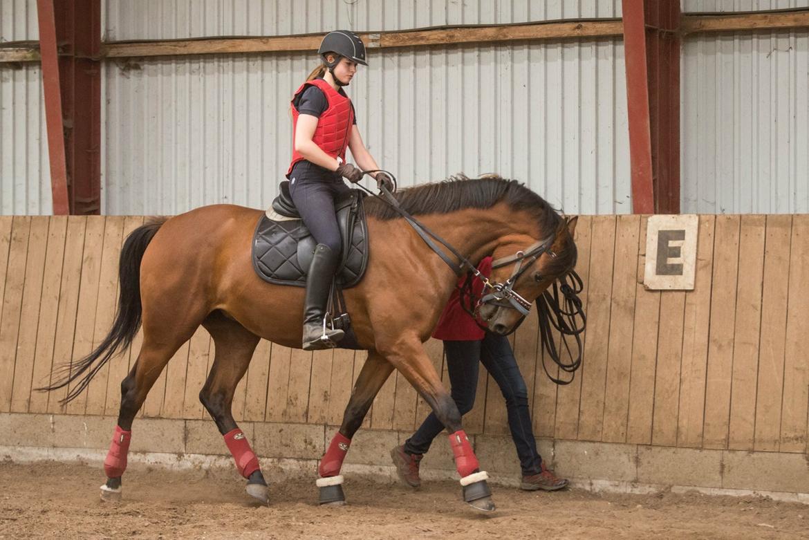 Dansk Varmblod TWINHORS DON'A BALLERINA - Anden gang med rytter - første gang i trav billede 48