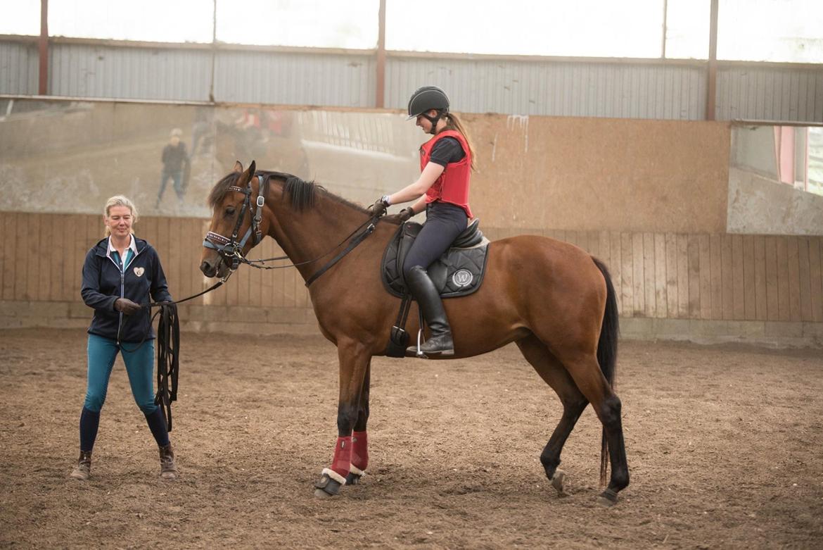 Dansk Varmblod TWINHORS DON'A BALLERINA - Første gang med rytter billede 49