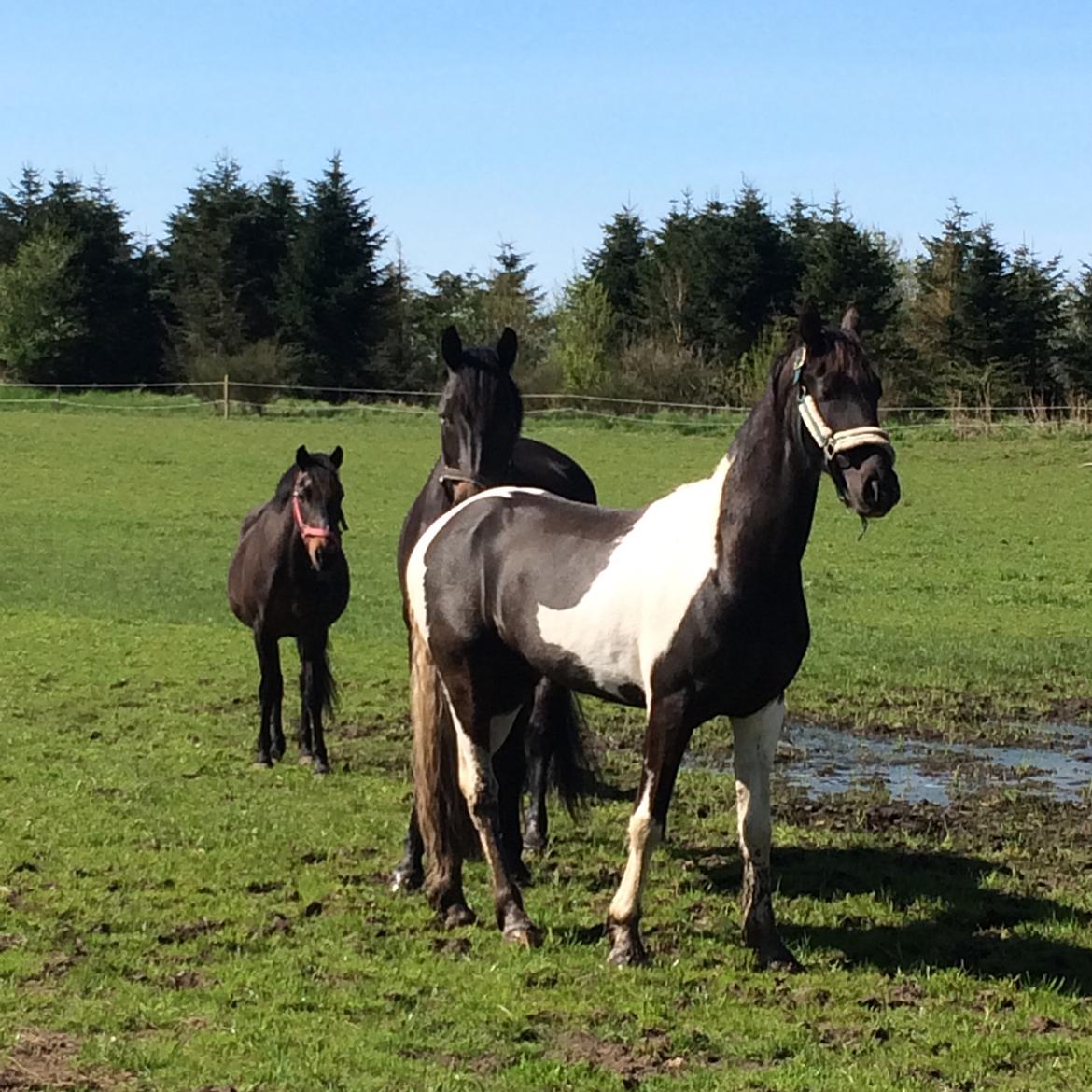 Barockpinto Rialto Bertram billede 6