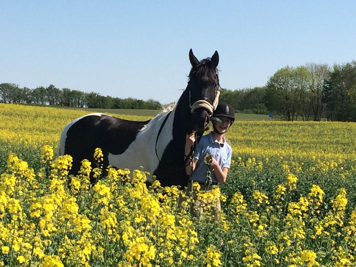 Barockpinto Rialto Bertram billede 1