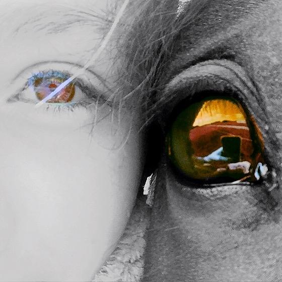 Barockpinto Rialto Bertram billede 4