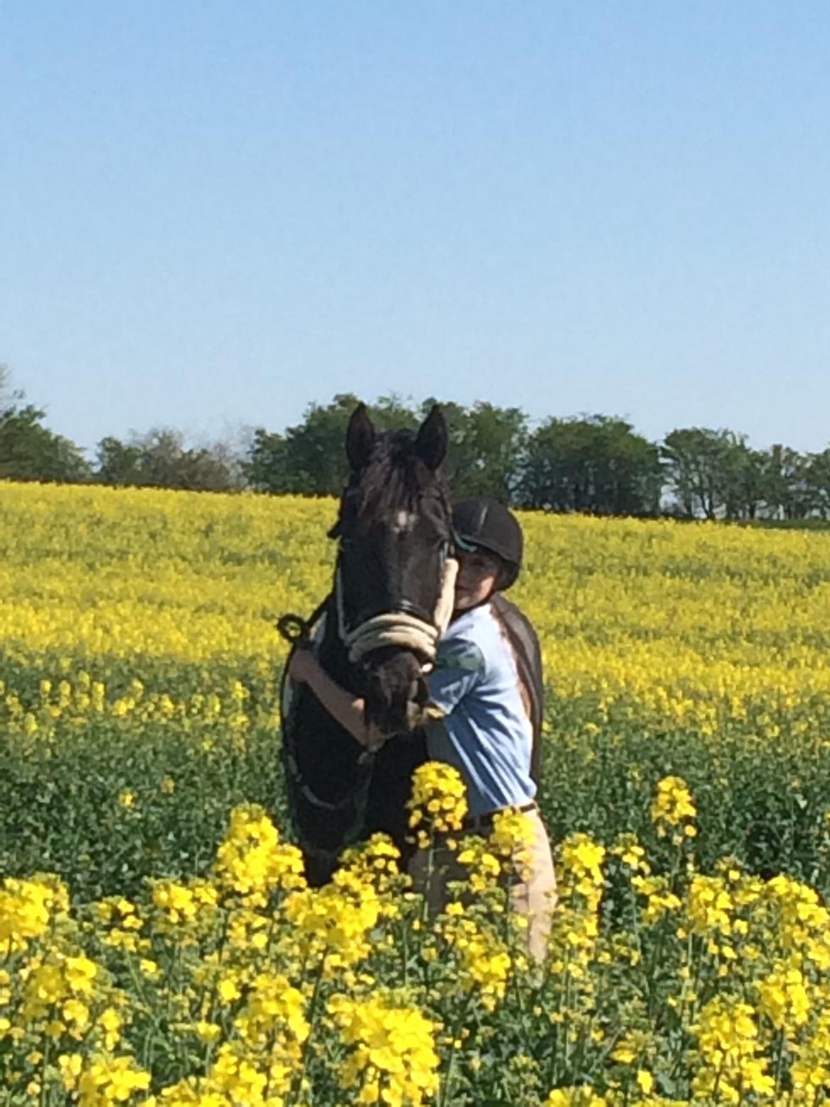 Barockpinto Rialto Bertram billede 3