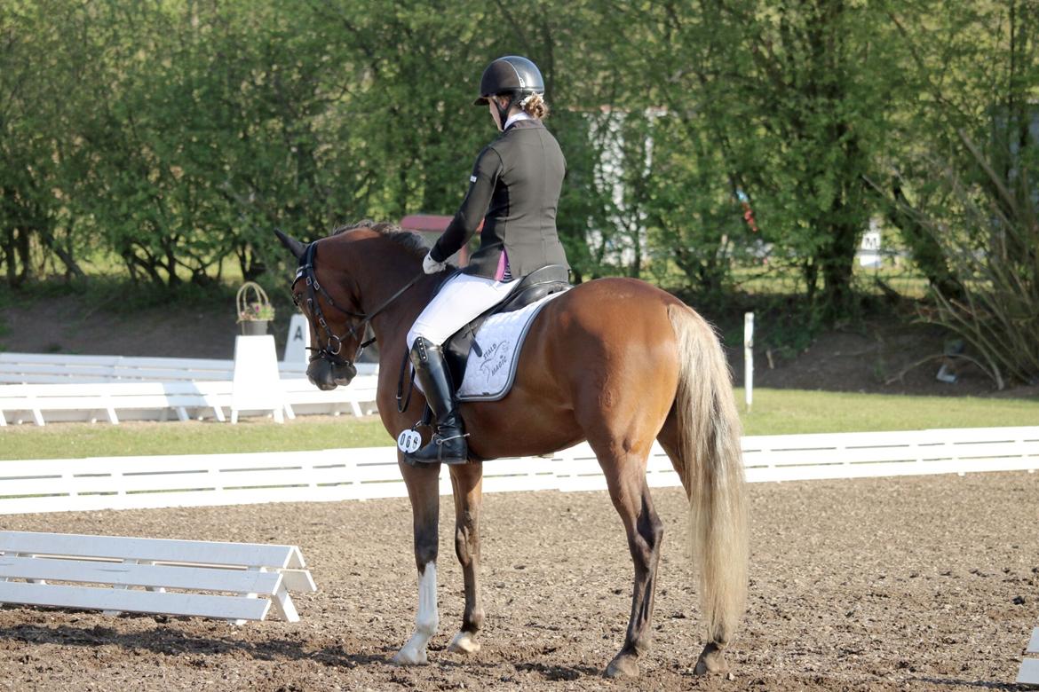 Tysk Sportspony Colorline 2 billede 3