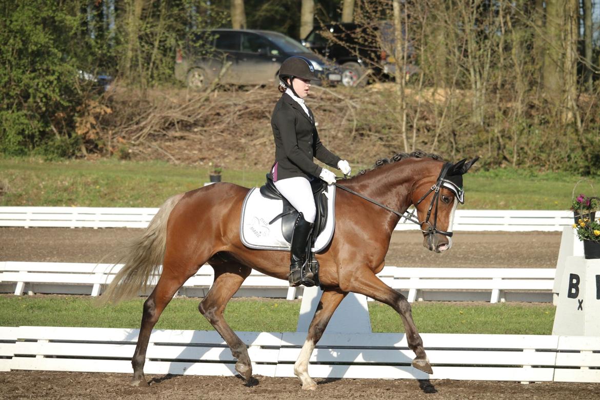 Tysk Sportspony Colorline 2 billede 5