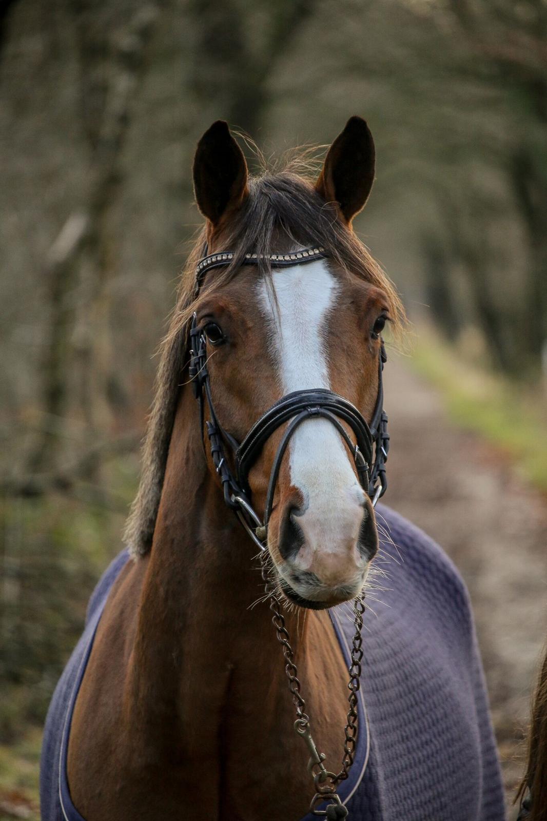 Tysk Sportspony Colorline 2 billede 6