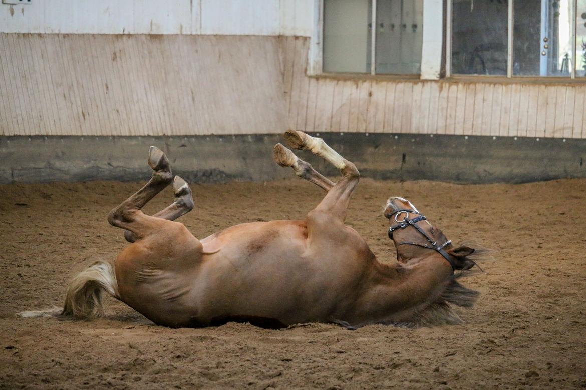 Tysk Sportspony Colorline 2 billede 7