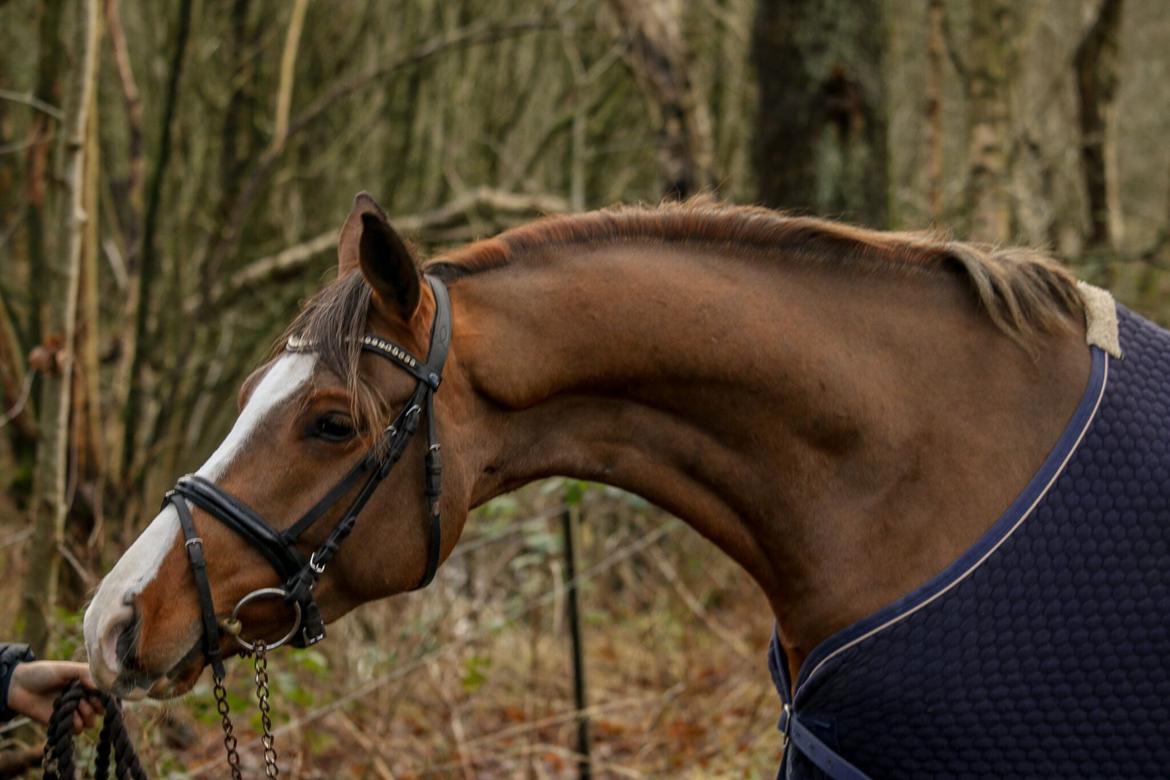 Tysk Sportspony Colorline 2 billede 2