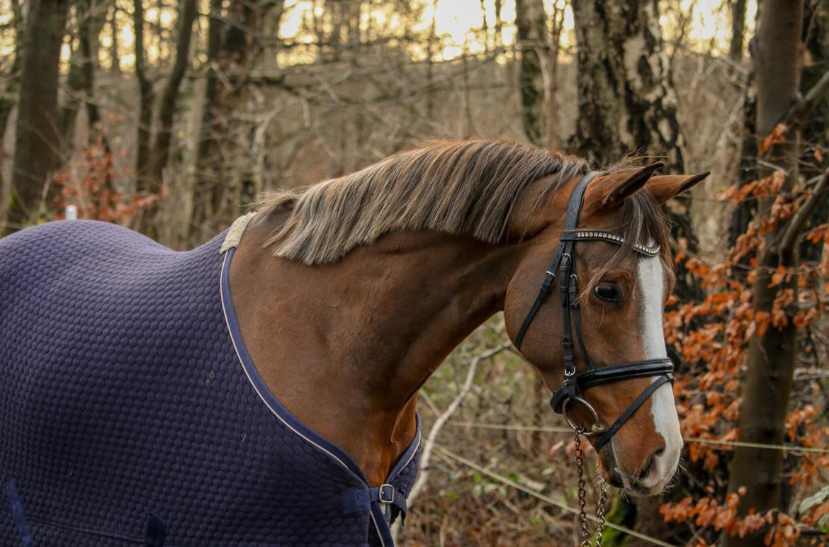 Tysk Sportspony Colorline 2 billede 8