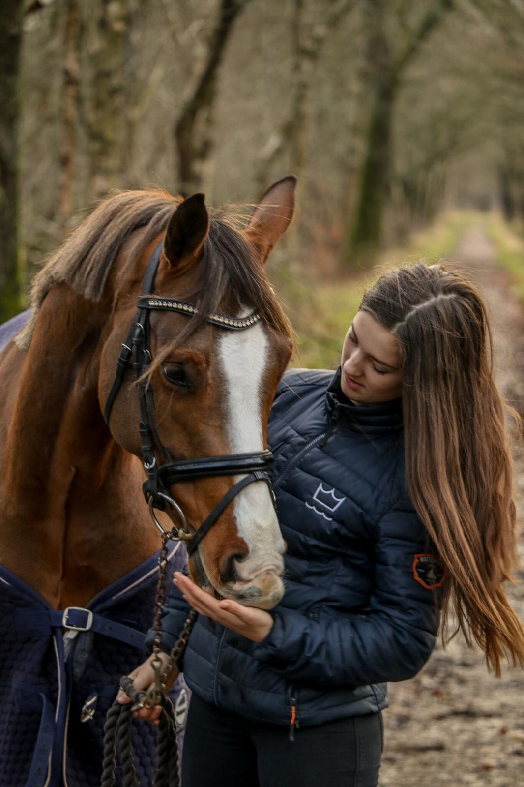 Tysk Sportspony Colorline 2 billede 4