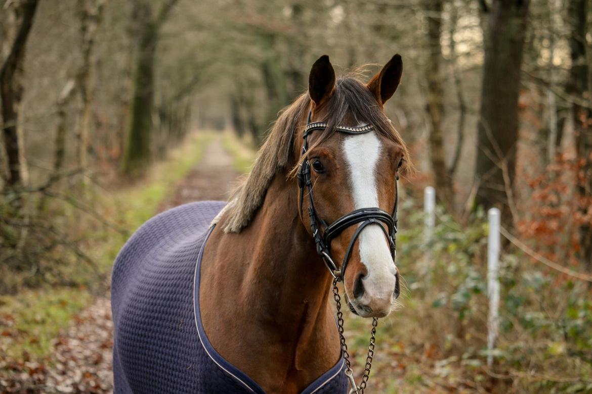 Tysk Sportspony Colorline 2 billede 10