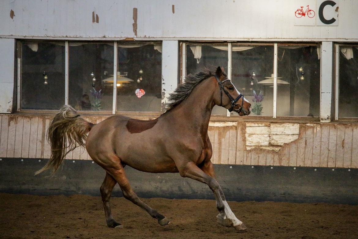 Tysk Sportspony Colorline 2 billede 9