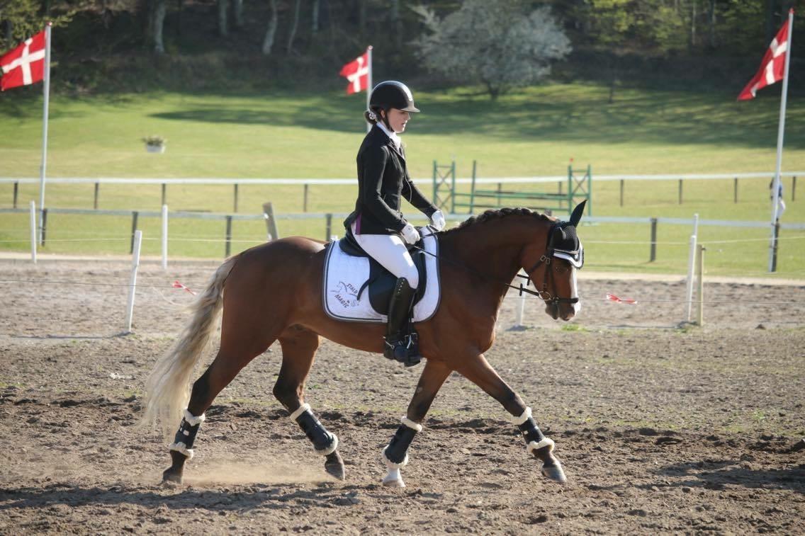 Tysk Sportspony Colorline 2 billede 11