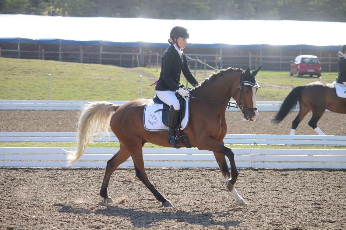 Tysk Sportspony Colorline 2 billede 12