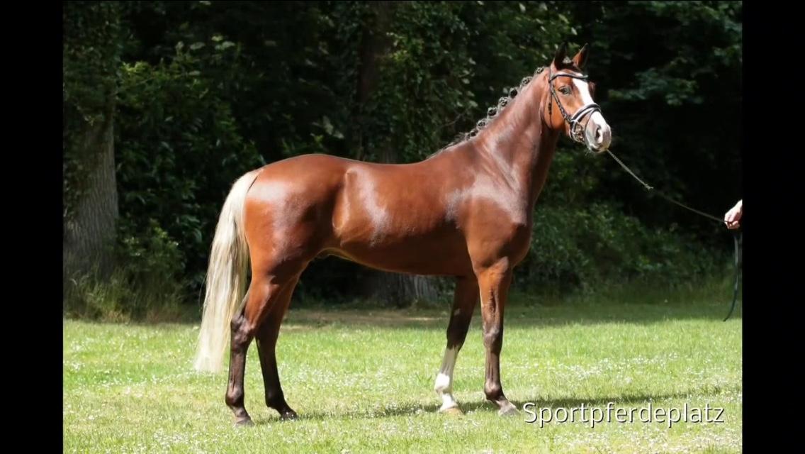 Tysk Sportspony Colorline 2 billede 13