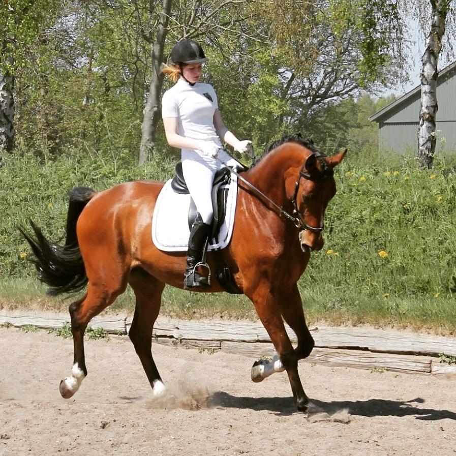 Dansk Varmblod A.B. Chico billede 17