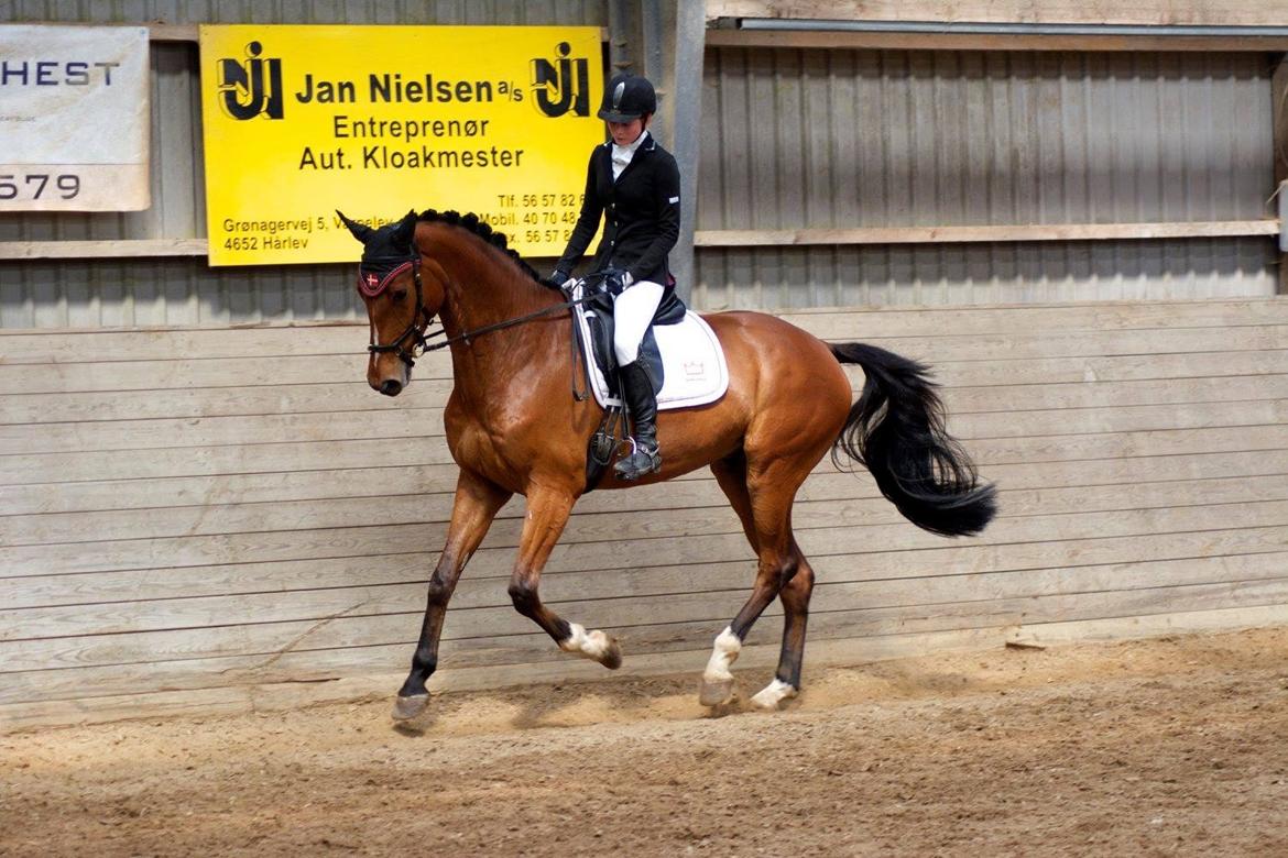 Dansk Varmblod A.B. Chico billede 18