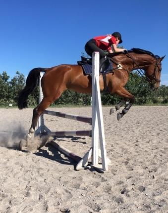 Dansk Varmblod A.B. Chico billede 19