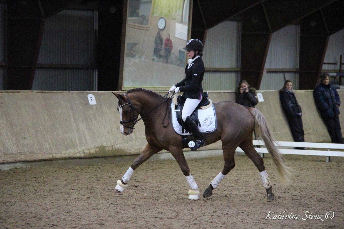 Tysk Sportspony Colorline 2 billede 14