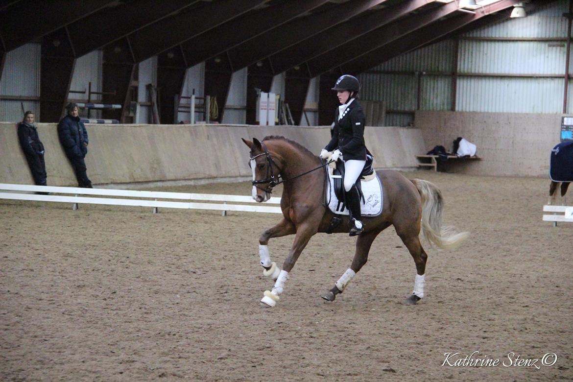 Tysk Sportspony Colorline 2 billede 15