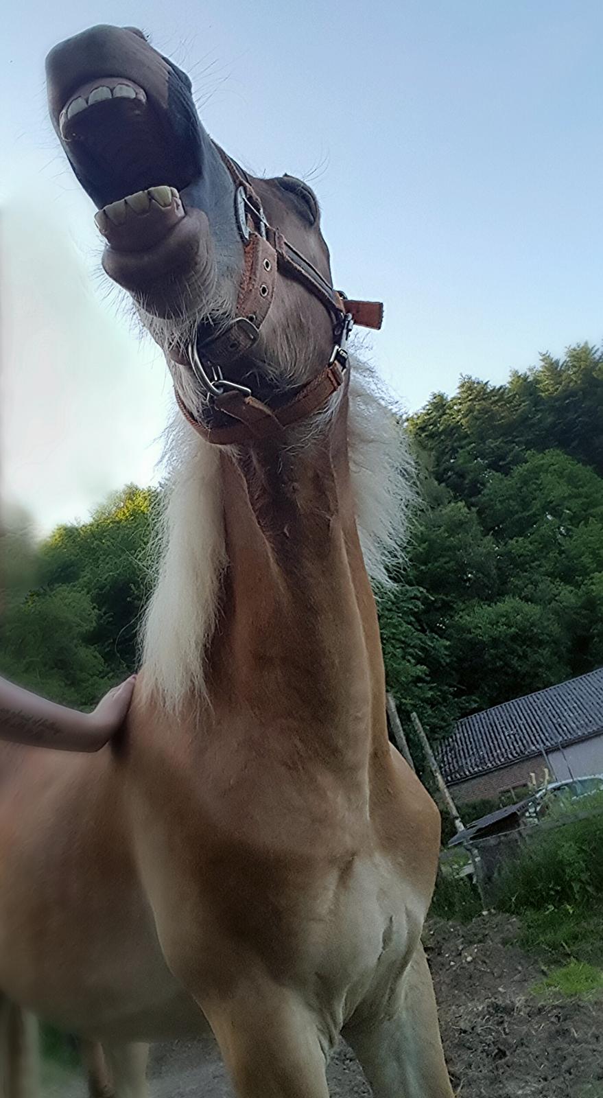 Welsh Partbred (Sec F) Macanahs Little Fellow  - Juni 2016 billede 8