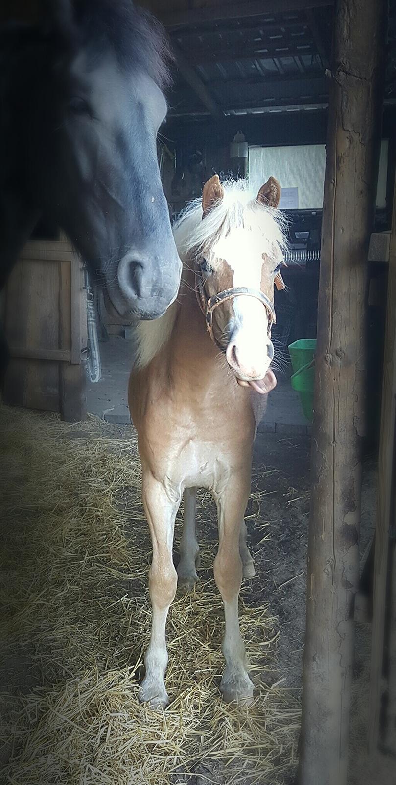 Welsh Partbred (Sec F) Macanahs Little Fellow  - Juni 2016 billede 6