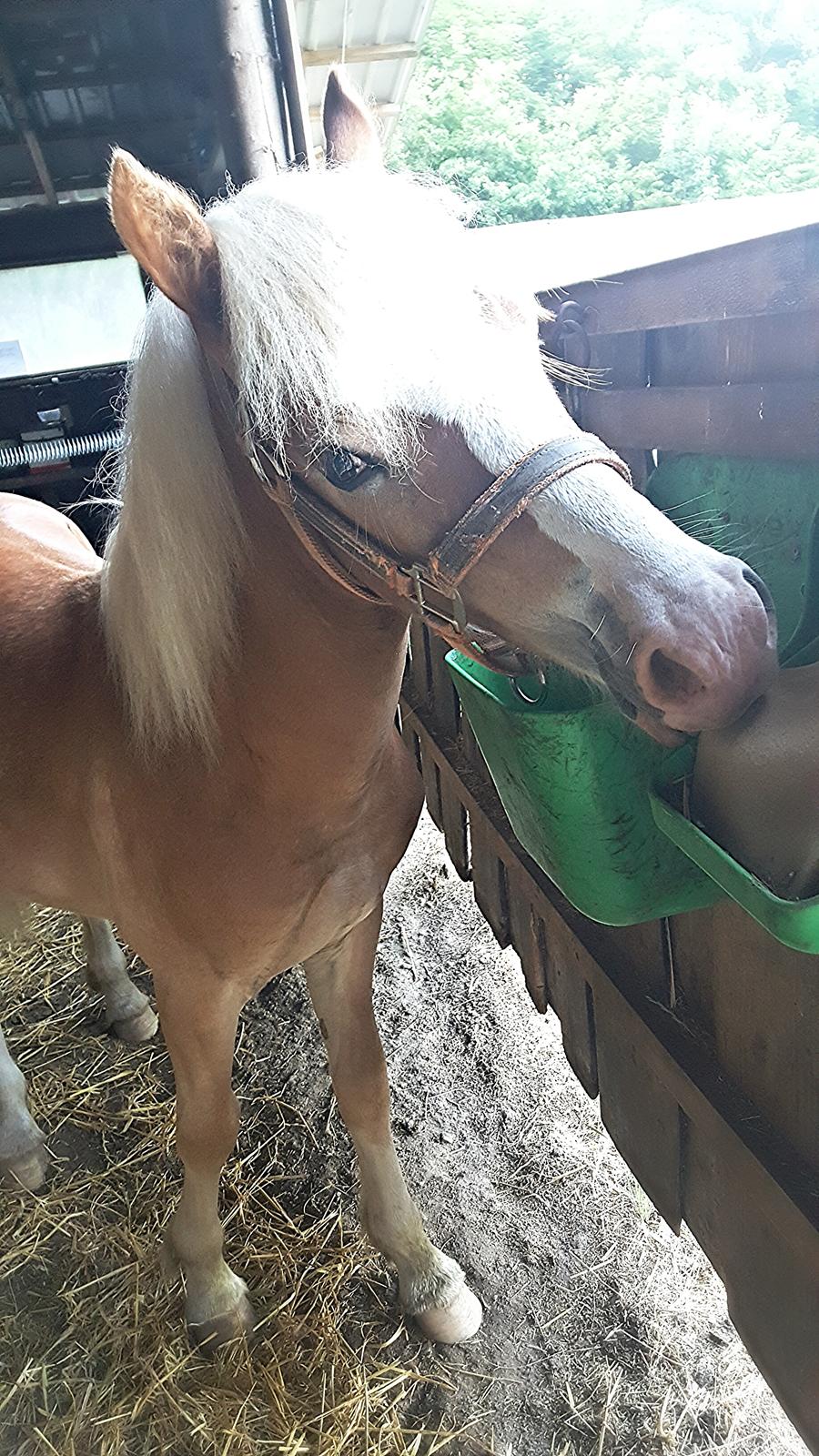 Welsh Partbred (Sec F) Macanahs Little Fellow  - Juni 2016 billede 7