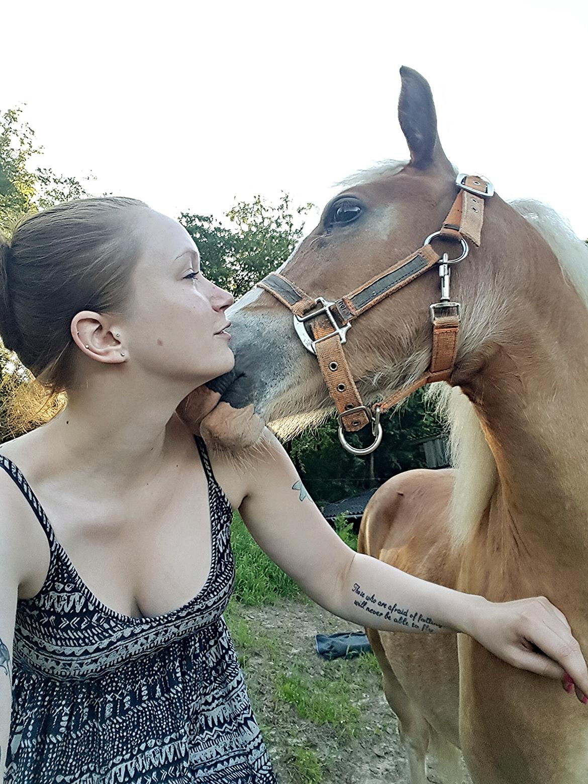 Welsh Partbred (Sec F) Macanahs Little Fellow  - Juni 2016. Dejlig kærlig dreng <3 billede 9