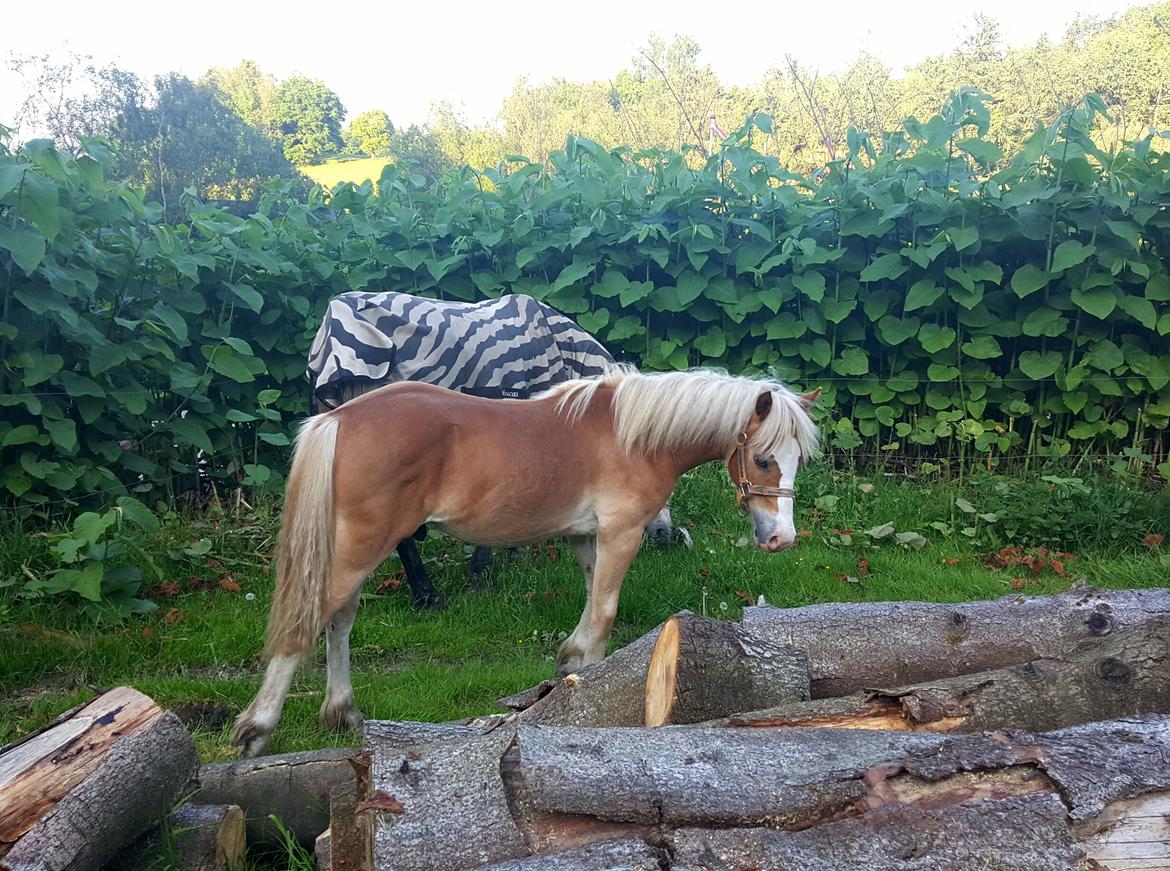 Welsh Partbred (Sec F) Macanahs Little Fellow  - Juni 2016 billede 10