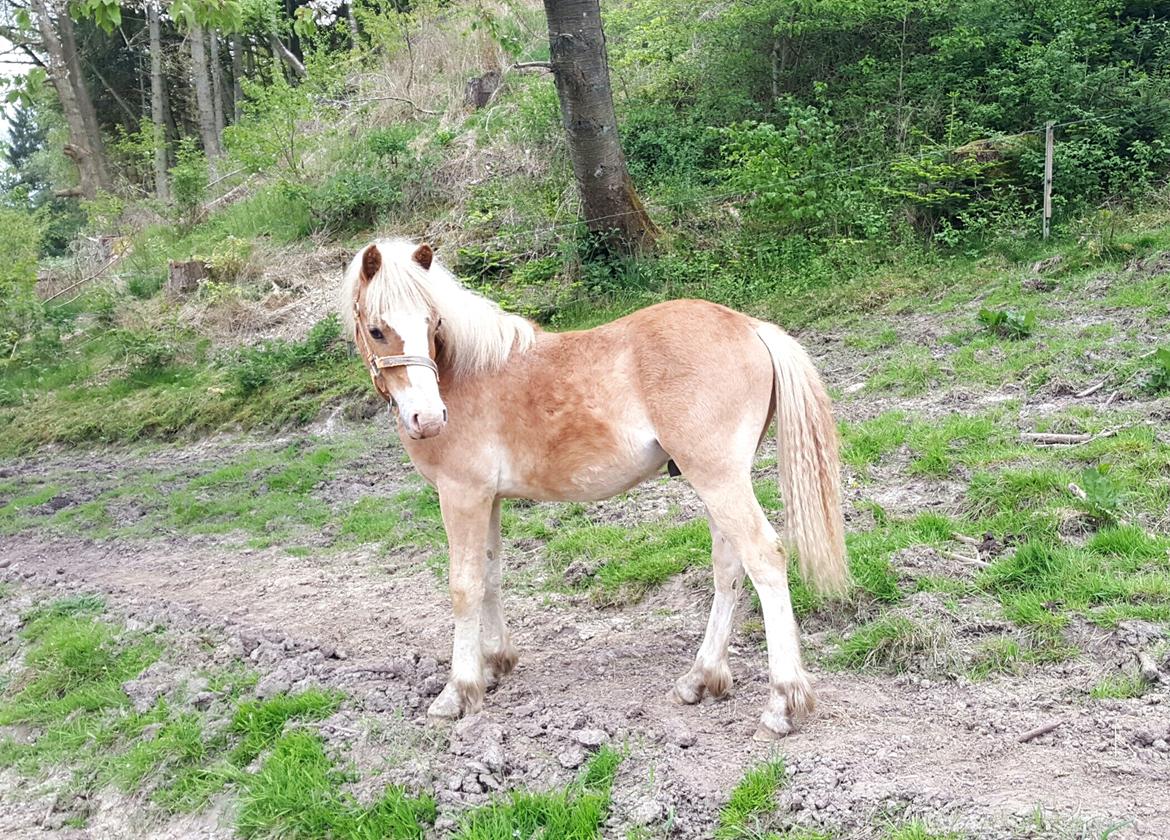 Welsh Partbred (Sec F) Macanahs Little Fellow  - Maj 2016 billede 3