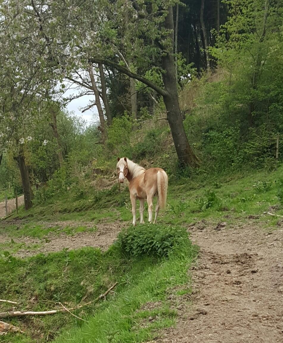 Welsh Partbred (Sec F) Macanahs Little Fellow  - Maj 2016 billede 11