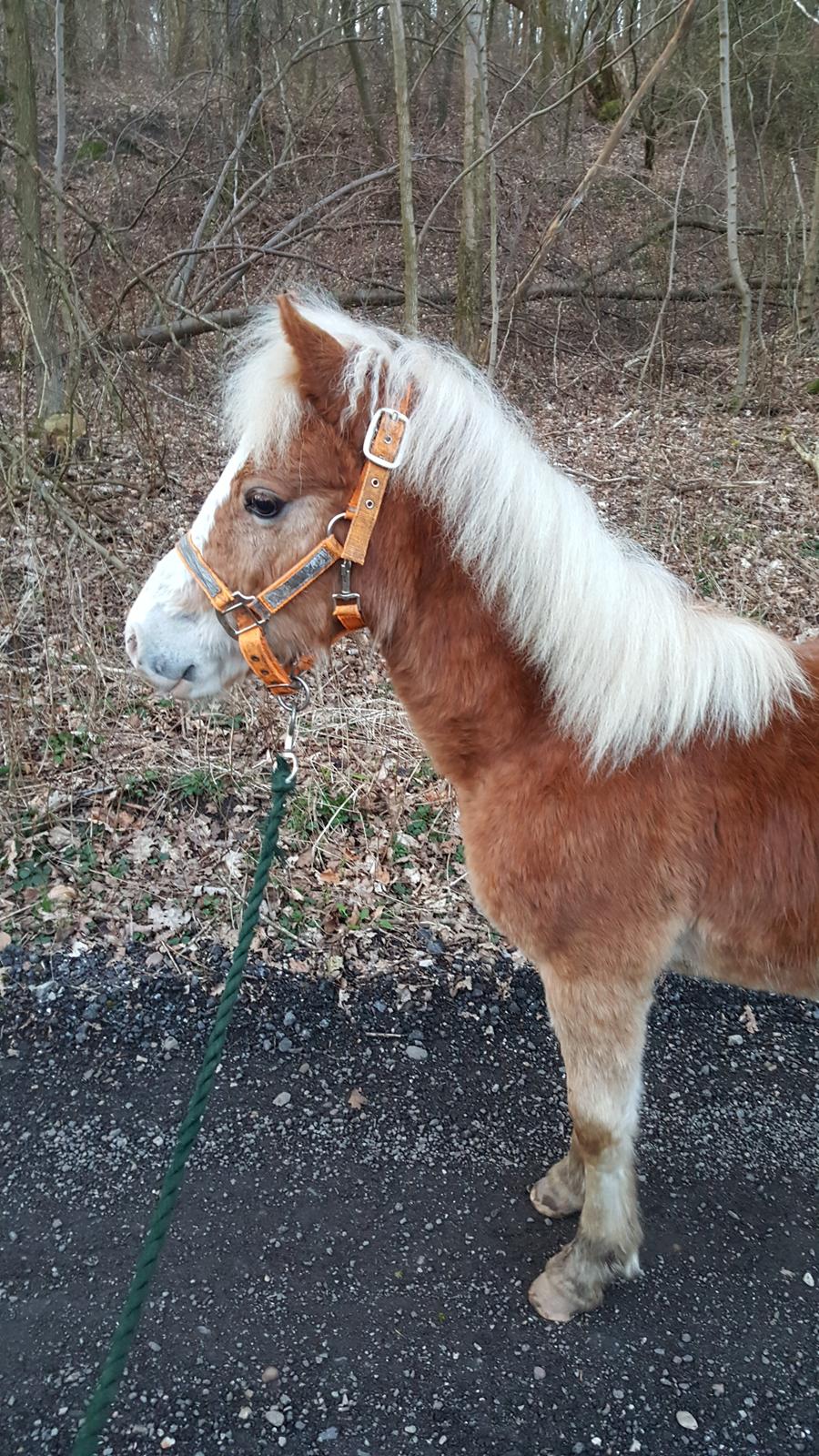 Welsh Partbred (Sec F) Macanahs Little Fellow  - Marts 2016 billede 13