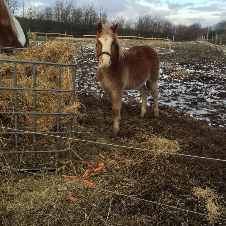 Welsh Partbred (Sec F) Macanahs Little Fellow  - Januar 2016. Pelsklumpen lige inden jeg fik ham hjem billede 14