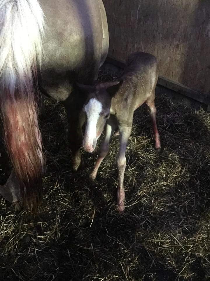 Welsh Partbred (Sec F) Macanahs Little Fellow  - Baby Fellow  billede 19