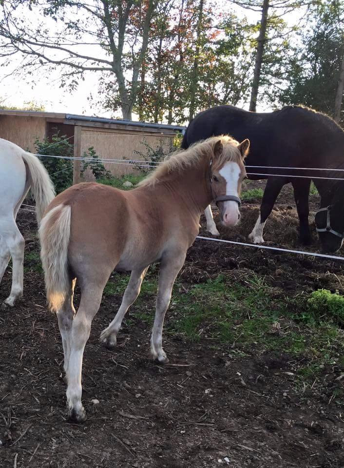 Welsh Partbred (Sec F) Macanahs Little Fellow  - Sommeren 15 billede 15