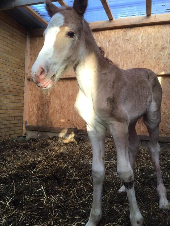 Welsh Partbred (Sec F) Macanahs Little Fellow  - Baby Fellow  billede 17