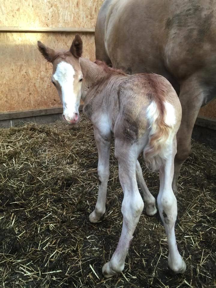 Welsh Partbred (Sec F) Macanahs Little Fellow  - Baby Fellow  billede 18